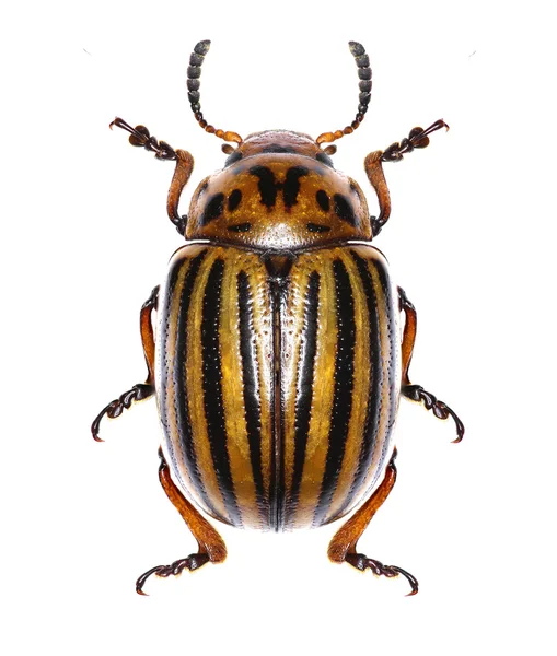 Potato beetle on white Background  -  Leptinotarsa decemlineata (Say 1824) — Stock Photo, Image