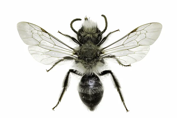 Gri madenciliği arı beyaz arka planda - Andrena cineraria (Linnaeus, 1758)