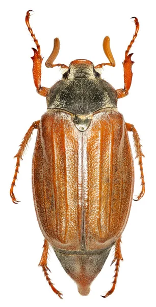 Beyaz arka planda - baktım baktım (Linnaeus, 1758 Avrupa cockchafer) 