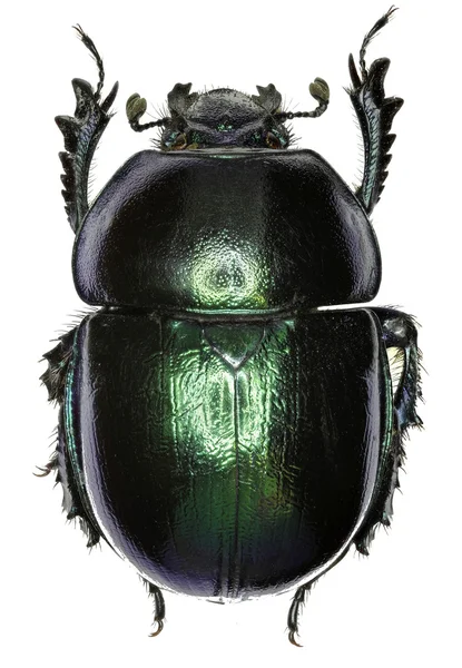 Bahar Dumbledore beyaz arka planda - Trypocopris vernalis (Linnaeus, 1758)