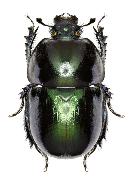 Bahar Dumbledore beyaz arka planda - Trypocopris vernalis (Linnaeus, 1758)