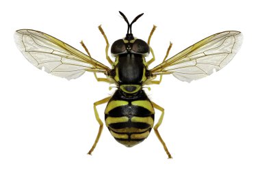 Beyaz arka planda - Chrysotoxum verralli (Collin, 1940 Hoverfly Chrysotoxum)
