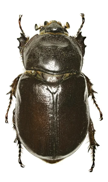 Escarabajo rinoceronte europeo sobre fondo blanco - Oryctes nasicornis (Linnaeus, 1758 ) —  Fotos de Stock