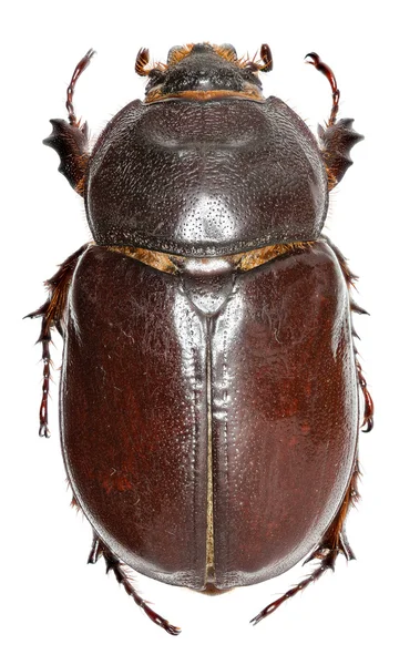 Escarabajo rinoceronte europeo sobre fondo blanco - Oryctes nasicornis (Linnaeus, 1758 ) —  Fotos de Stock