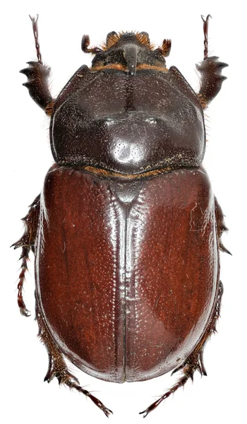 Europese rhinoceros beetle op witte achtergrond - Oryctes nasicornis (Linnaeus, 1758) — Stockfoto