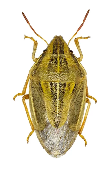 Mitre Shieldbug Bishop em fundo branco - Aelia acuminata (Linnaeus, 1758 ) — Fotografia de Stock