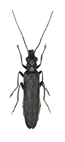 白色背景-Oedemera sp 上肿 Thighed 甲虫. — 图库照片