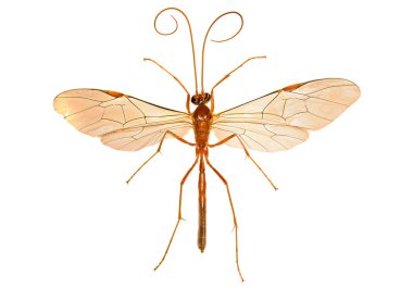 Beyaz arka planda - Ophion sp Ichneumon Wasp.