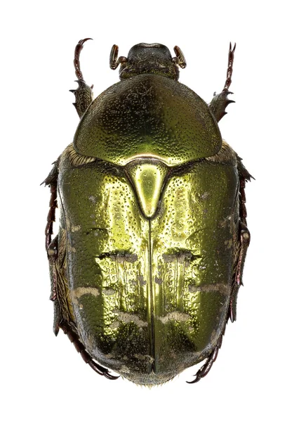 Chafer Beetle Protaetia sur fond blanc Protaetia metallica (Herbe, 1782 ) — Photo