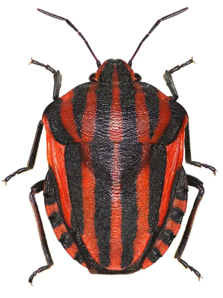 Beyaz arka plan - Graphosoma italicum (Mller, 1766 tarihinde İtalyan çizgili-hata)