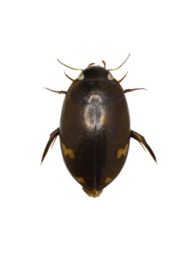 Predaceous dalış böceği - Agabus (Gaurodytes) didymus (Olivier, 1795)