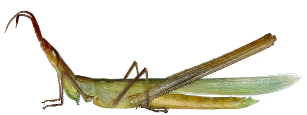 Snouted Grasshopper em fundo branco - Acrida ungarica mediterranea (Dirsh, 1949 ) — Fotografia de Stock