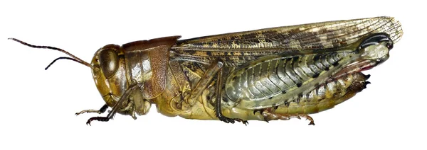 Італійський Locust на білому тлі - Calliptamus italicus (Лінней, 1758) — стокове фото