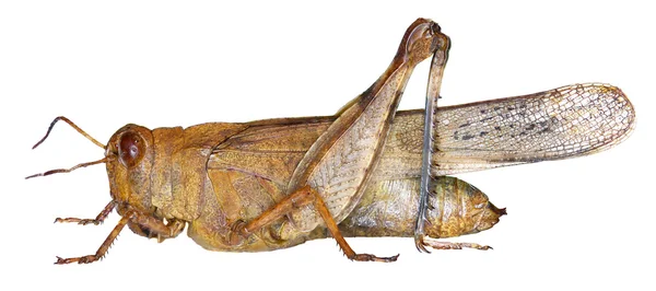 Blue-winged Grasshopper on white Background  -  Oedipoda caerulescens    (Linnaeus, 1758) — Stock Photo, Image