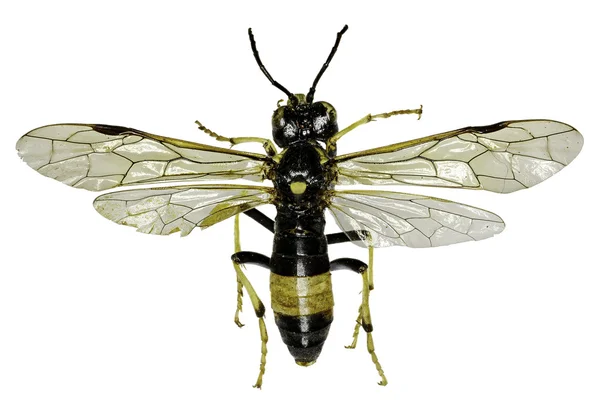 Sawfly Tenthredo beyaz arka planda - Tenthredo maculata (Geoffroy, 1785)