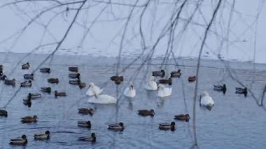 Donmuş kıyı şeridinin yakınındaki soğuk bir gölde birlikte yüzen zarif kuğular ve vahşi ördekler sakin bir kış günü boyunca sakin ve sakin bir yaban hayatı sahnesi.