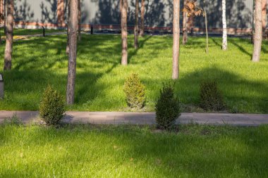 Genç Ağaçlar ve kırpılmış çalılarla yeşil park manzarası, Kentsel Bahçe Bölgesi 'nde Sunlit Çimleri, Yumuşak Gölgeli Asgari Doğal Açık Hava Ortamı