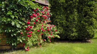 Tuğla duvarın yanında hayat dolu kırmızı çiçekleri olan güzel gül çalıları, yemyeşil çitler ve manikürlü çimenler, güneşli yaz baharı bahçe sahnesi