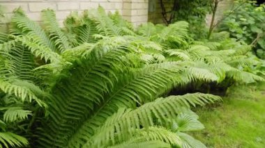 Yemyeşil eğreltiotu bitkileri boyunca yumuşak kamera hareketi, doğal bahçe arka planı, taze yaprak dokusu, sakin doğa sahnesi