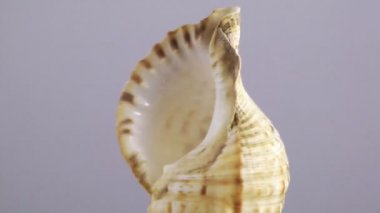 Doğal deniz kabuğu kabuğu döndürme