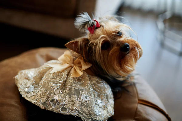 Yorkshire terrier cão em um vestido — Fotografia de Stock