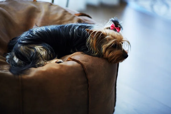 Bonito cachorro deitado em um tapete fofo. O cãozinho parece inteligente e triste. Mans melhor amigo. Yorkshire Terrier . — Fotografia de Stock