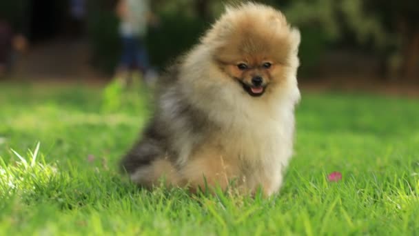 Το πιο χαριτωμένο κουτάβι Pomeranian που ξεκουράζεται σε ένα γκαζόν, κοιτάζει την κάμερα. Κορυφαία ποιότητα σκύλου Φυλή Δείγμα Δείχνει εξυπνάδα, γλυκύτητα, και χνουδωτή ομορφιά του — Αρχείο Βίντεο