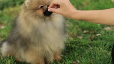 Tanınmayan birinin eli Pomeranya Spitz köpeğini besliyor. Yavru köpek, yeşil çimlerin üzerinde elleriyle kuru yiyecekler yiyor. Sağlıklı hayvan