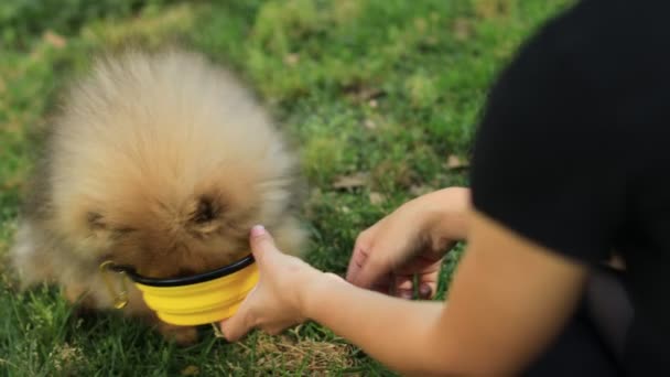 La mano di una persona irriconoscibile sta dando da mangiare a un cane Spitz pomeriano. Cucciolo sta mangiando cibo secco dalla ciotola all'aperto su erba verde. Animale domestico sano — Video Stock