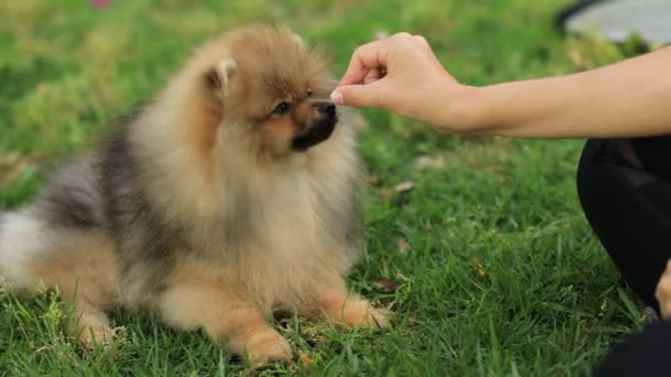 Alimentar o cão da Pomerânia no parque ao ar livre — Vídeo de Stock