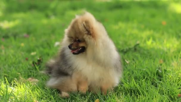 Το πιο χαριτωμένο κουτάβι Pomeranian που ξεκουράζεται σε ένα γκαζόν, κοιτάζει την κάμερα. Κορυφαία ποιότητα σκύλου Φυλή Δείγμα Δείχνει εξυπνάδα, γλυκύτητα, και χνουδωτή ομορφιά του. Υψηλής ποιότητας 4k πλάνα — Αρχείο Βίντεο