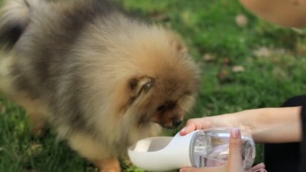Szomjas kutya ivóvíz a műanyag palackból a tulajdonos kezében, közelről. Barátság ember és kutya között. Háziállatok és állatok fogalma — Stock videók