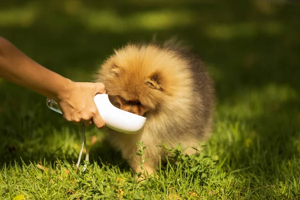 Жаждущая собака пьет воду из пластиковой бутылки в руках владельца, закрывайте. Дружба между человеком и собакой. Концепция домашних животных — стоковое фото