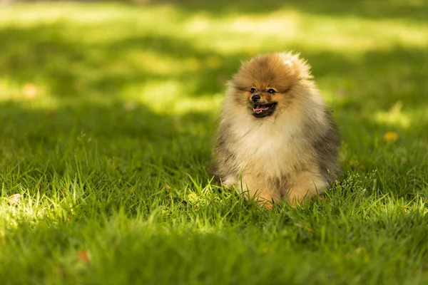 Portret uroczego psa pomeranian w parku — Zdjęcie stockowe