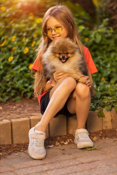 Kid training, playing with dog outdoors. Little girl takes the spitz in her arms. child hugging a pet. Happy baby is walking with a pomeranian. — Stock Photo, Image