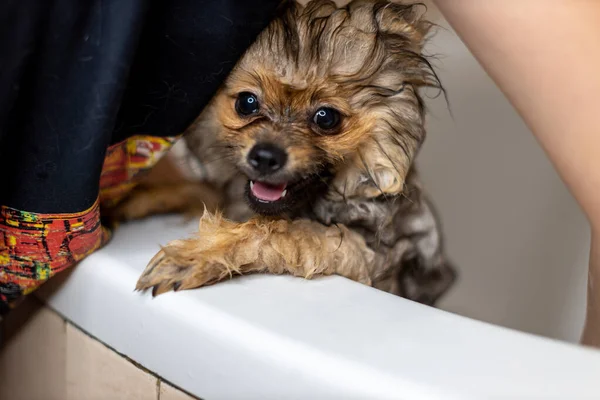 Evdeki tuvaletteki Pomeranya köpeğinin portresini yakından çek. Köpeği şampuanla yıkama sürecinde. — Stok fotoğraf