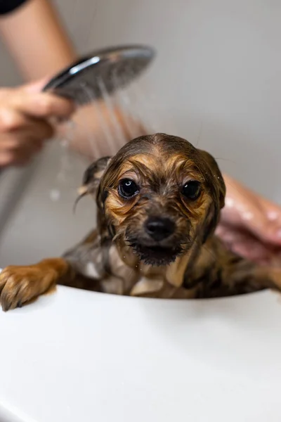 Banho do cão pomeranian engraçado. Um cão a tomar um banho de espuma. Cão de limpeza — Fotografia de Stock