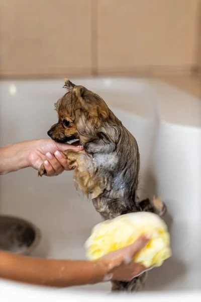Muito pouco cão da Pomerânia. Toma um banho, duas mãos do proprietário limpam o animal em um banho branco, o animal feliz olha para a pessoa com o grande amor — Fotografia de Stock