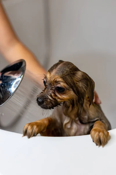 Mulher a cuidar do seu cãozinho. Lavagem feminina, limpeza cão da Pomerânia sob o chuveiro. Conceito de higiene dos animais — Fotografia de Stock