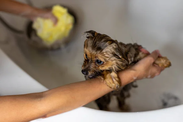 Mulher a cuidar do seu cãozinho. Lavagem feminina, limpeza cão da Pomerânia sob o chuveiro. Conceito de higiene dos animais — Fotografia de Stock