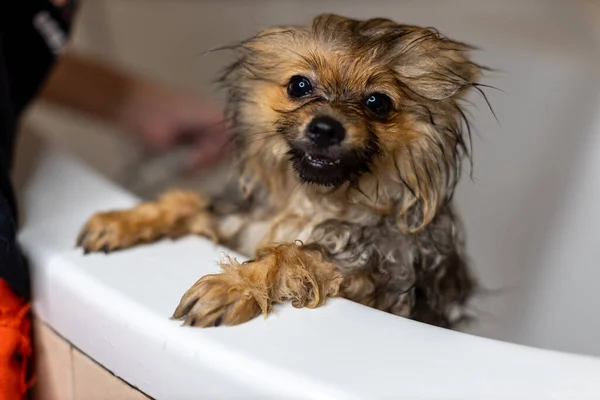 Filhote de cachorro da Pomerânia tomando um banho no banheiro — Fotografia de Stock