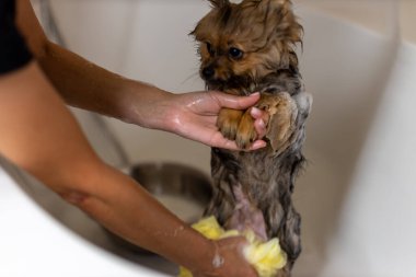 Banyo yapar, sahibinin iki eli evcil hayvanı beyaz küvette temizler, mutlu hayvan büyük bir sevgiyle insana bakar.