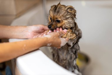Pomeranian banyoda duş alıyor. Yüksek kalite fotoğraf