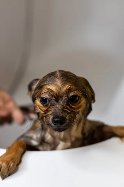 Mulher a cuidar do seu cãozinho. Lavagem feminina, limpeza cão da Pomerânia sob o chuveiro. Conceito de higiene dos animais — Fotografia de Stock