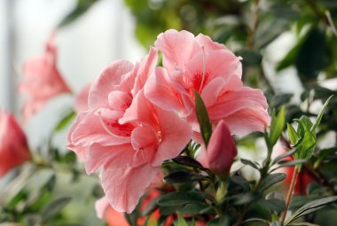 Ormangülü (açelya) çiçek.