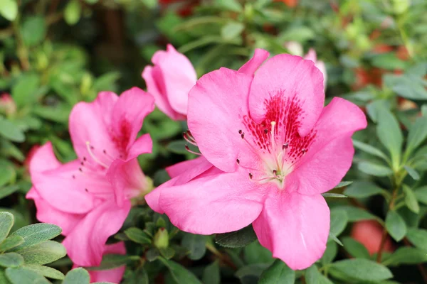 Rododendro (azalea) fiore . — Foto Stock