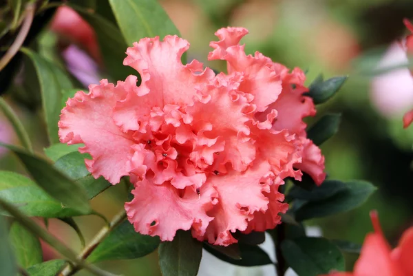 Flor de rododendro (azalea) . —  Fotos de Stock