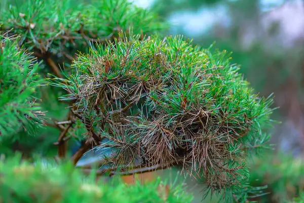 Branch of ornamental pine — Stock Photo, Image