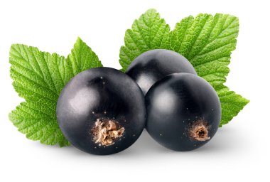 Ayrı böğürtlen. Beyaz arka planda yaprakları izole edilmiş, kırpma yolu ile üç fırfırlı siyah frenk üzümü.