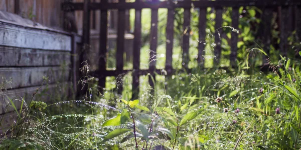 yeşil yeşillik ve sonra yağmur çiy çim